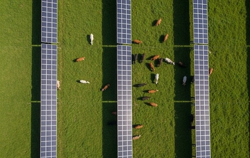 Parc agrivoltaïque adapté au pâturage bovin